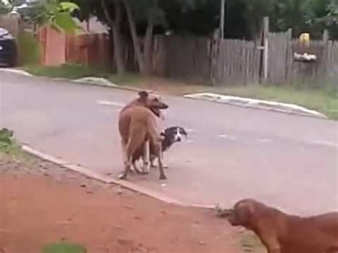 mulheres fazendo sexo com cachorros